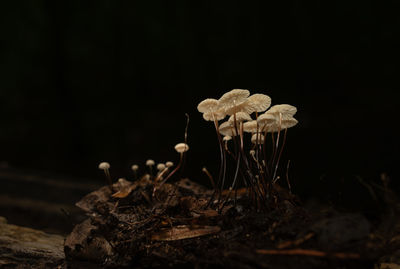 mushroom
