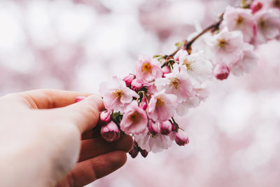 Close-up of pink cherry blossoms