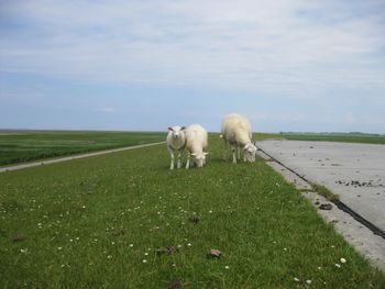 Sheep in a field