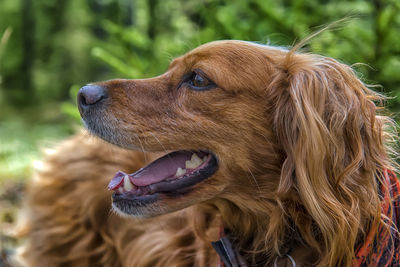 Close-up of dog looking away