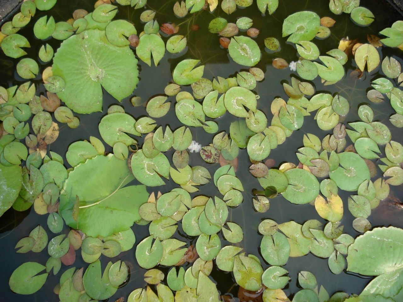 leaf, water, pond, floating on water, water lily, growth, green color, beauty in nature, lake, plant, nature, reflection, freshness, high angle view, lotus water lily, tranquility, leaves, waterfront, flower, fragility