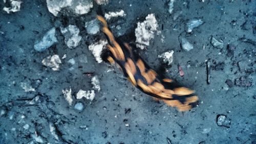 High angle view of crab on sand