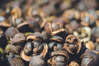 Drying process of camellia nuts to produce camellia oil in a traditional way.