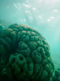 Close-up of a brain coral in sea