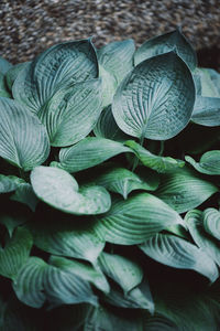 High angle view of leaves