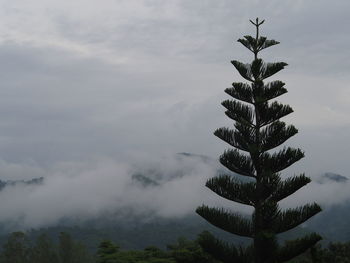 Pine tree against sky