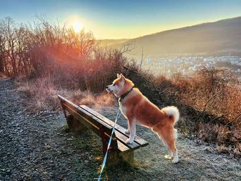 Dog on bench against sky during sunset