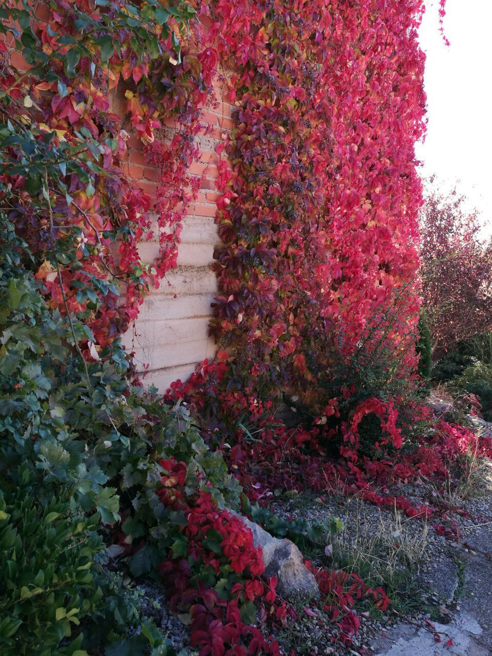 growth, flower, nature, pink, plant, no people, freshness, fragility, beauty in nature, architecture, outdoors, day