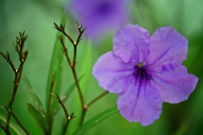 Close-up of purple flowers blooming outdoors