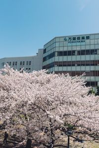 Low angle view of cherry blossom by building against clear sky