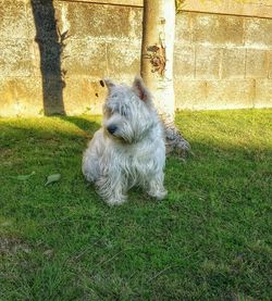 Animal grazing on grassy field