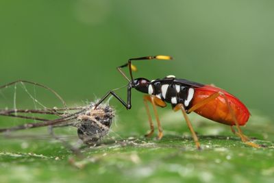 Close-up of insect on leaf