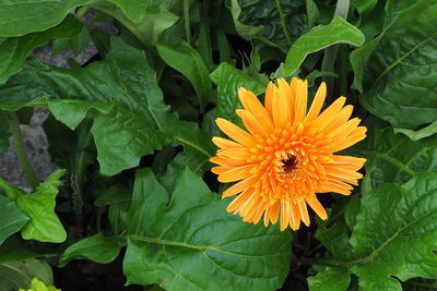 High angle view of yellow flower blooming outdoors