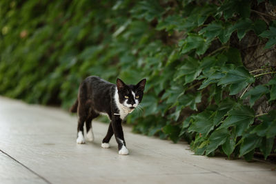 Portrait of dog on footpath