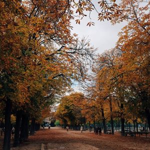 Road amidst trees in park during autumn