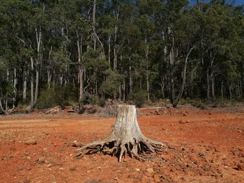 Dead tree on field in forest
