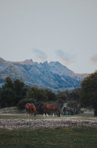 Horses grazing on field against mountain