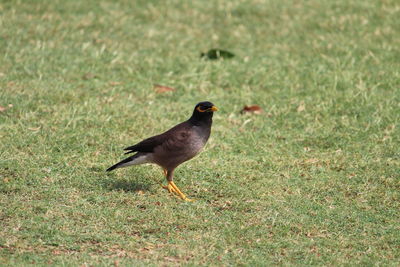 Bird perching on field