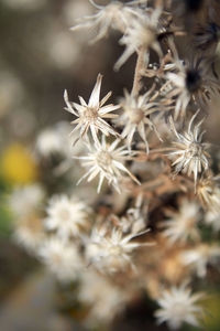 Close-up of white flowering plant