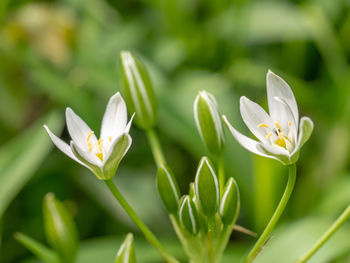 Close-up of white flowering plant