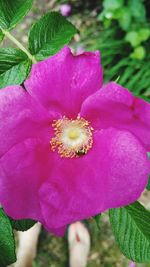 Close-up of pink flower blooming outdoors