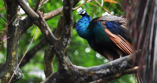 Peacock perching on tree