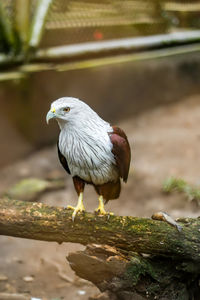 Close-up of eagle bird perching on rock