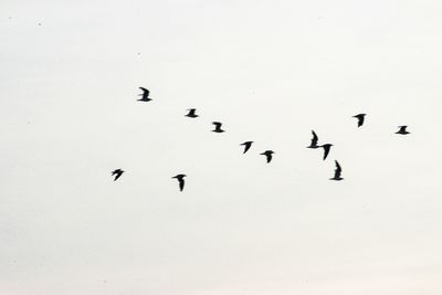 Low angle view of birds flying