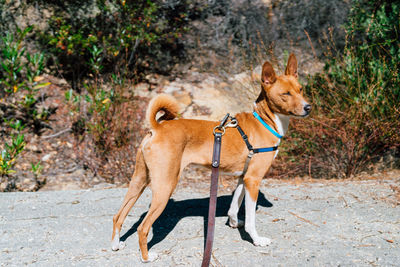 View of dog on the road