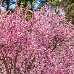 Pink cherry blossoms in spring