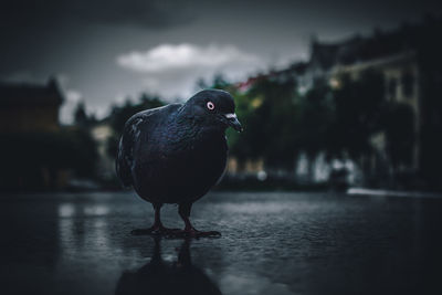 Close-up of bird perching in a city