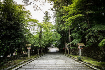 Footpath amidst trees in park