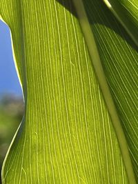 leaf