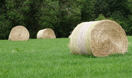 Hay bales on field