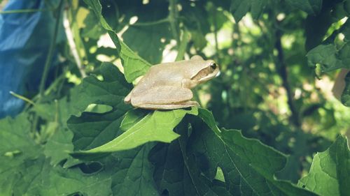Close-up of a lizard on leaf