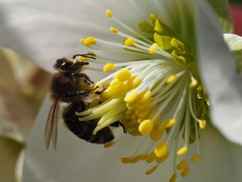 Close-up of bee on white flower