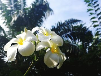 Close-up of white flowering plant against sky