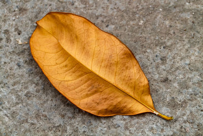 leaf