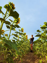 Full length of woman standing amidst plants against sky