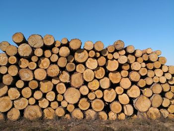 Stack of logs in forest