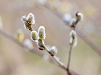 Close-up of flowering plant