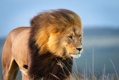 Male lion in south africa walking through grass and observing the environment