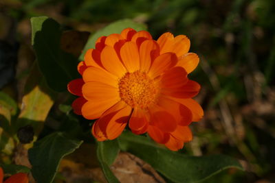 Close-up of orange flower