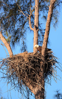 Low angle view of bird nest on tree