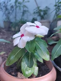 Close-up of white flowering plant