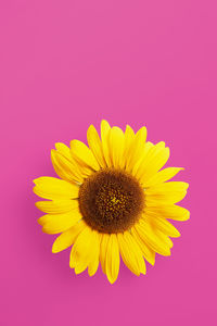 Close-up of yellow flower against pink background