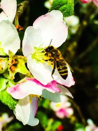 Close-up of bee on pink flower