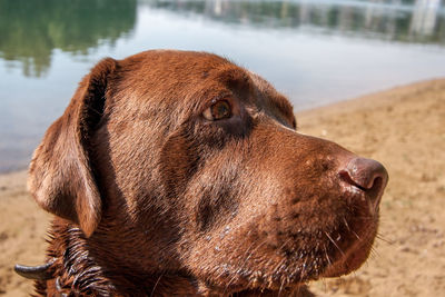 Close-up of a dog looking away