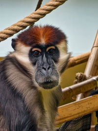 Close-up of monkey