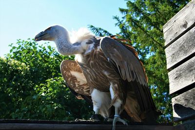 Low angle view of eagle against sky